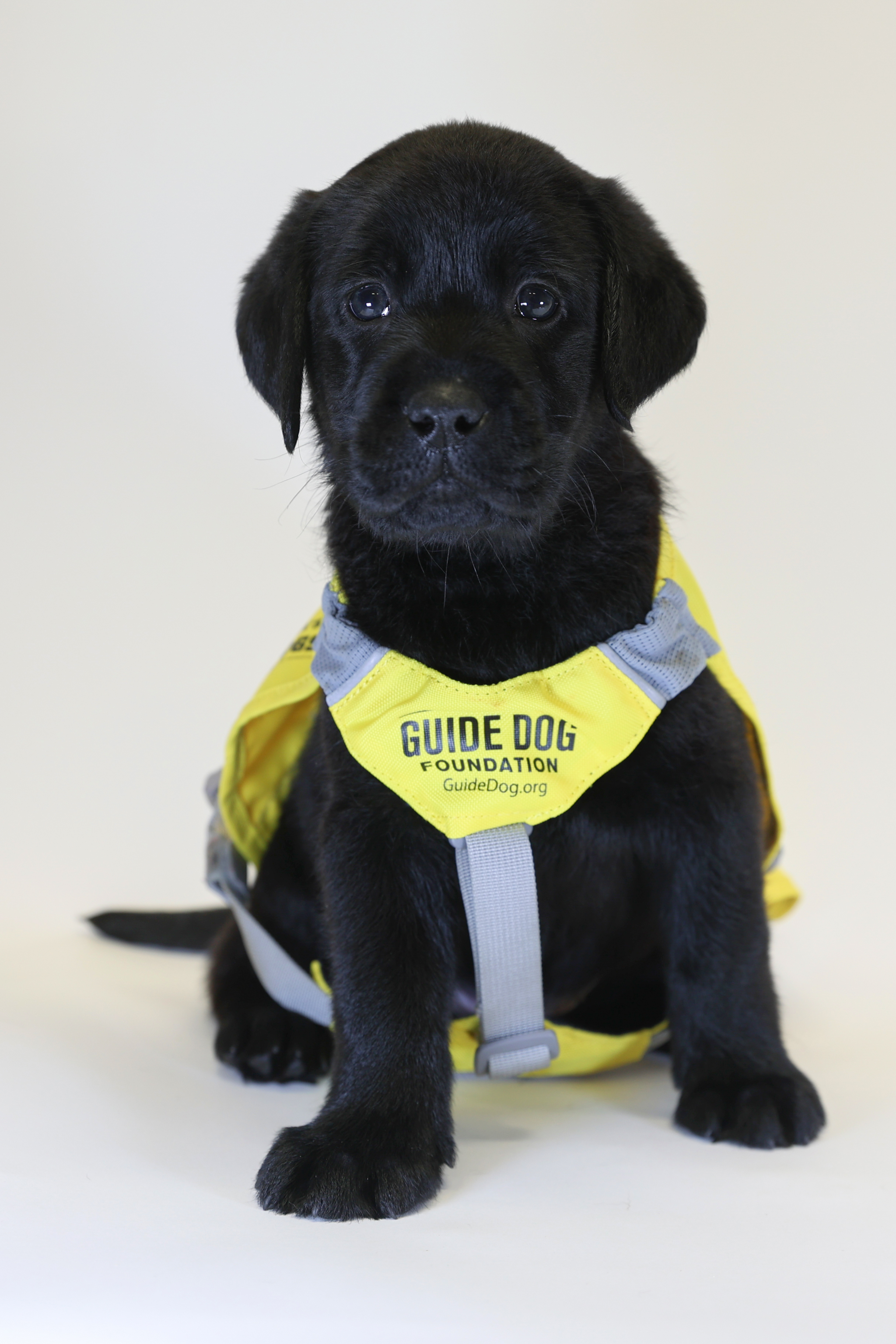 AHEPA Service Dog for Warriors